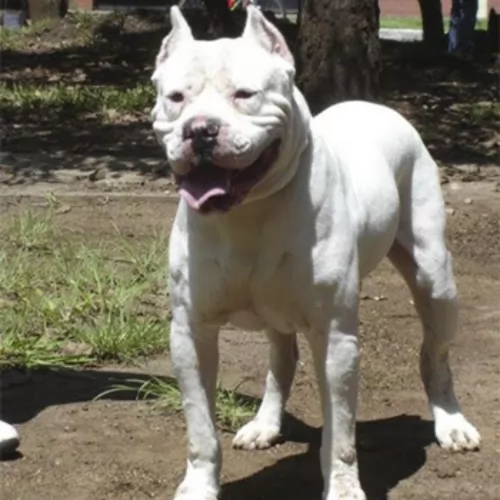 dogo guatemalteco dog - characteristics