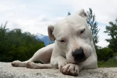 dogo guatemalteco puppy - description