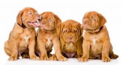dogue de bordeaux puppies - health problems