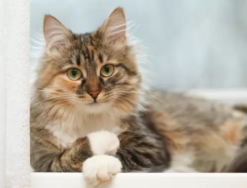 domestic longhaired cat kitten - description
