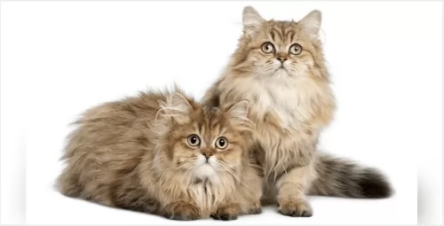domestic longhaired cat kittens - health problems