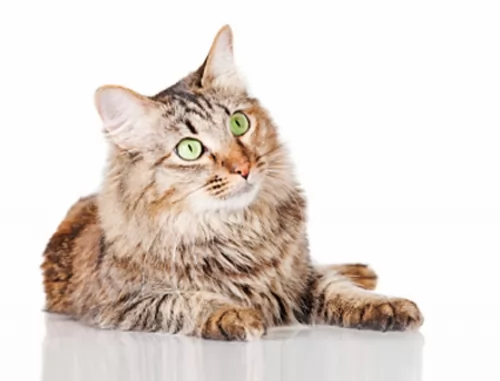 domestic mediumhair cat - characteristics