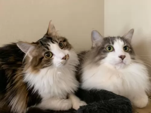 domestic mediumhair cats - caring