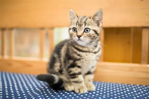 domestic shorthaired cat kitten - description