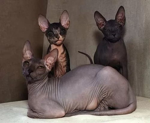 don sphynx cats - caring