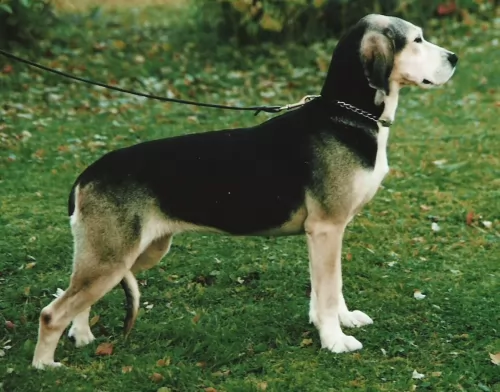 dunker dog - characteristics