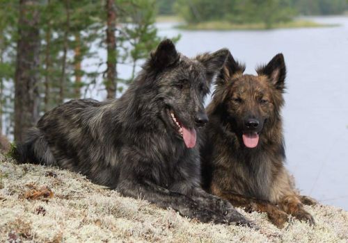 dutch shepherd dogs