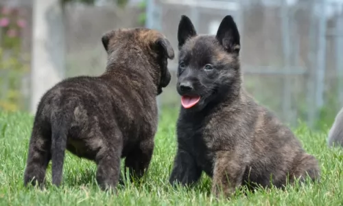 dutch shepherd puppies - health problems