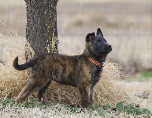 dutch shepherd puppy