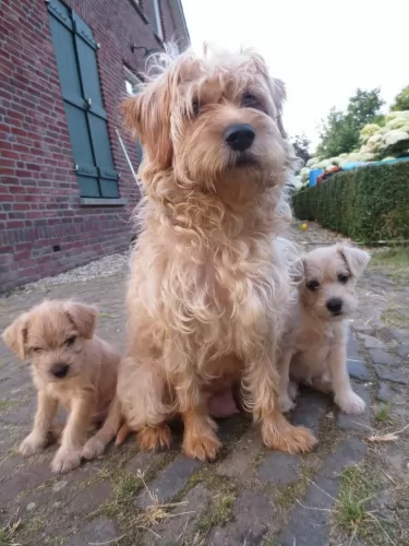 dutch smoushond puppies - health problems