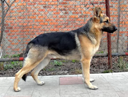 east european shepherd dog - characteristics