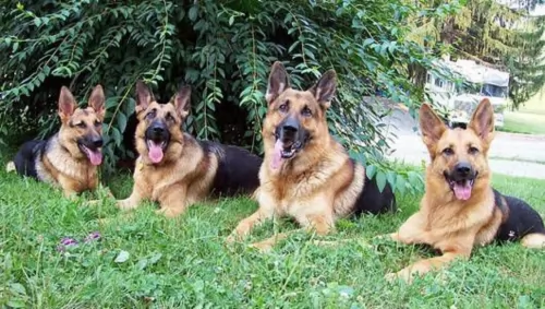 east german shepherd dogs - caring