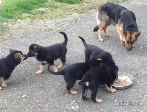 east german shepherd puppies - health problems