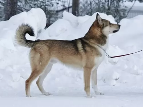 east siberian laika dog - characteristics