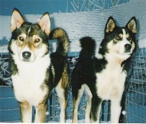east siberian laika dogs