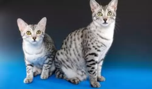 egyptian mau cats - caring