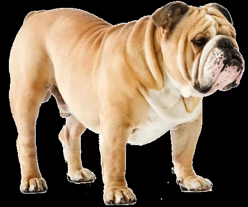 english bulldog dog - characteristics