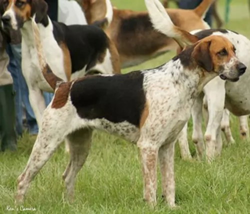 english foxhound dogs - caring