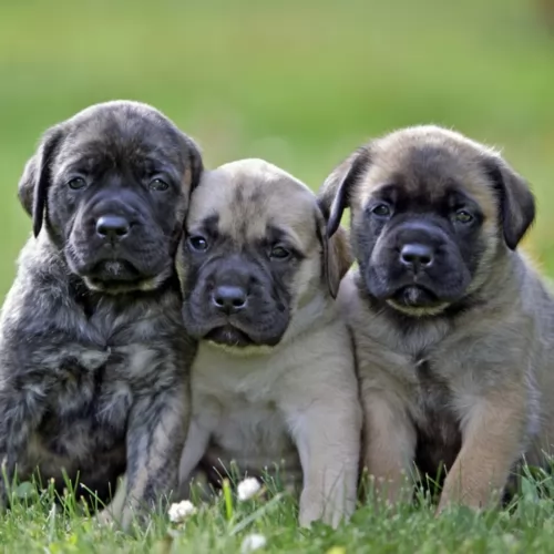 english mastiff puppies - health problems