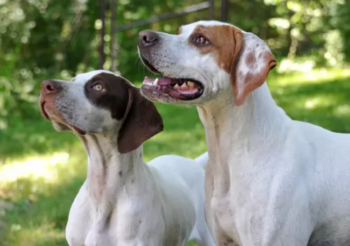 english pointer dogs - caring