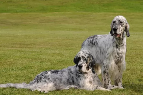english setter dogs - caring