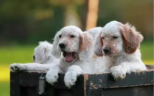 english setter puppies - health problems