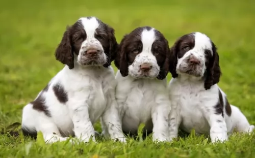 english springer spaniel puppies - health problems