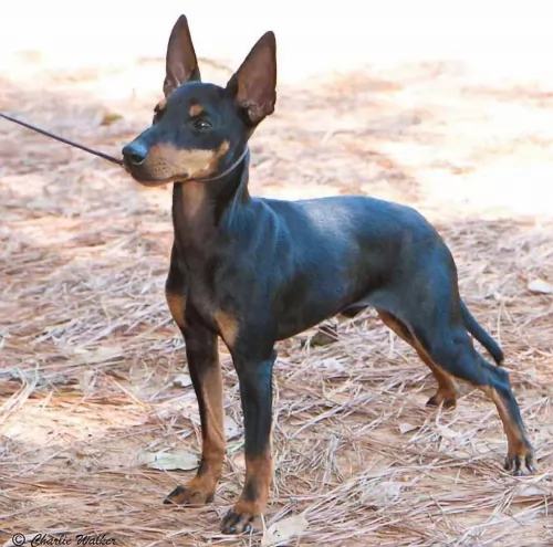 english toy terrier black and tan