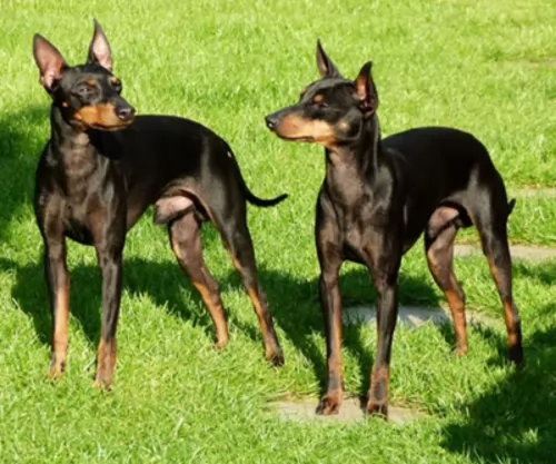 english toy terrier black and tan dogs - caring