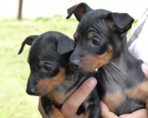 english toy terrier black and tan puppies - health problems