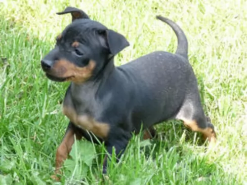 english toy terrier black and tan puppy - description