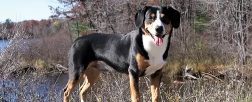 entlebucher mountain dog dog - characteristics