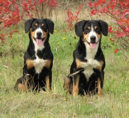 entlebucher mountain dog dogs - caring
