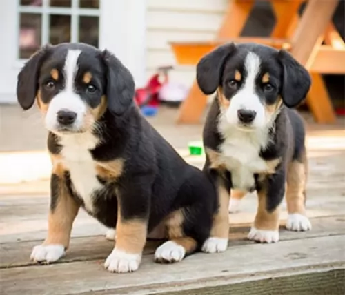 entlebucher mountain dog puppies - health problems