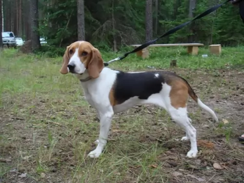 estonian hound dog - characteristics
