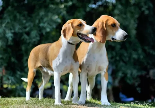 estonian hound dogs - caring