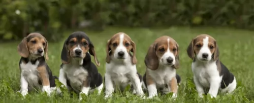 estonian hound puppies - health problems