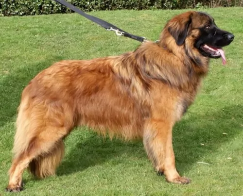 estrela mountain dog dog - characteristics