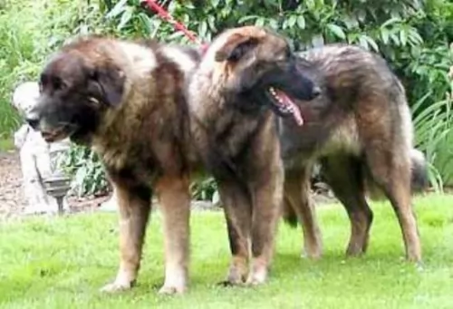 estrela mountain dog dogs - caring