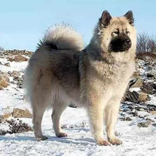 eurasier dog - characteristics