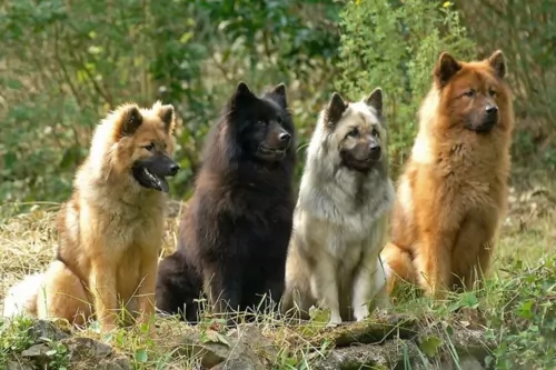eurasier dogs - caring