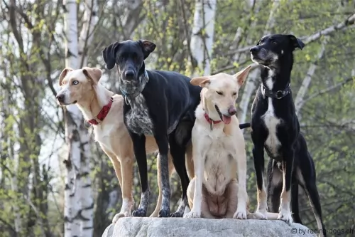 eurohound dogs - caring