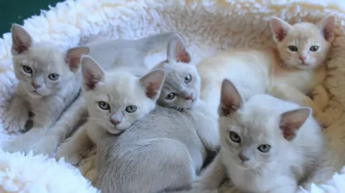 european burmese kittens - health problems