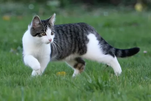 european shorthair kitten - description