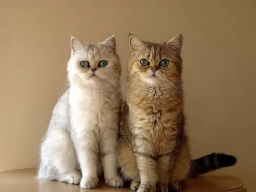 exotic shorthair cats - caring