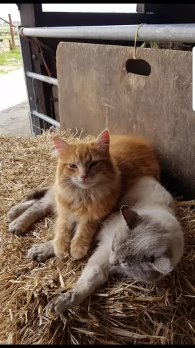 farm cat cats - caring