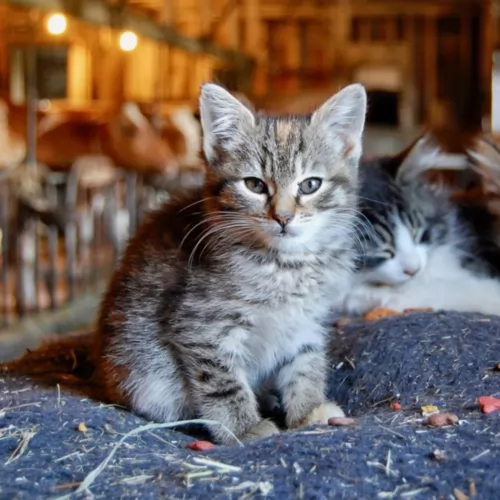 farm cat kitten - description