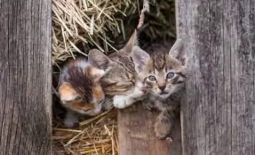 farm cat kittens - health problems