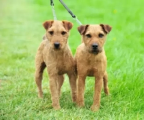fell terrier dogs - caring