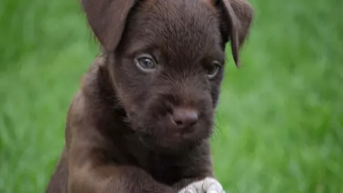 fell terrier puppy - description